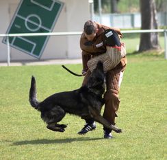 Elvis vom Bürgereck Elvis vom Bürgereck