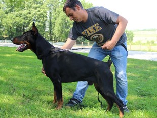 Hogan Thor dell'Orgoglio Nero Hogan Thor dell'Orgoglio Nero