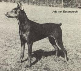 Ada van de Essenburcht Ada van de Essenburcht