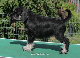 Frida vom Highlander Frida vom Highlander