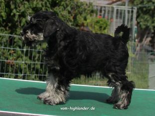 Freya vom Highlander Freya vom Highlander