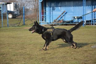 Tobi (Prokop) Tobi (Prokop)