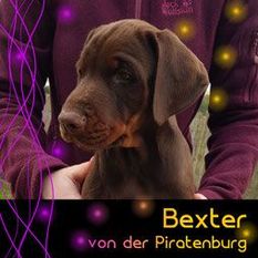 Bexter von der Piratenburg Bexter von der Piratenburg