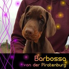 Barbossa von der Piratenburg Barbossa von der Piratenburg