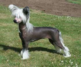 Proud Pony Release Me Proud Pony Release Me