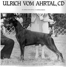 Ulrich vom Ahrtal Ulrich vom Ahrtal