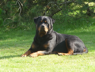 Tico vom Hause Kamp Tico vom Hause Kamp