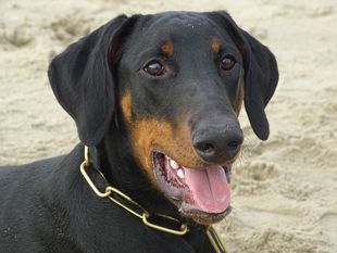 Hugo von Spellen Hugo von Spellen