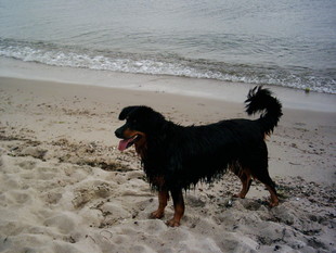 Chila von der Seeweihe Chila von der Seeweihe