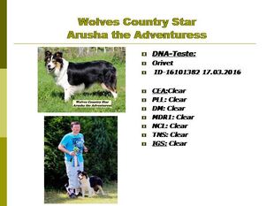 Wolves Country Star Arusha the Adventuress Wolves Country Star Arusha the Adventuress