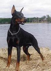 Hector von Morosso Hector von Morosso