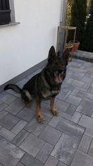 Levino von den drei Kronen Levino von den drei Kronen
