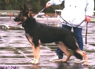 Balu RKF R 1321052 (Kazakova) Balu RKF R 1321052 (Kazakova)