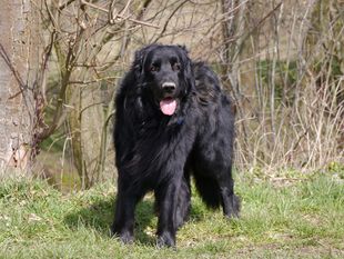 Romeo von Gina's vier Linden Romeo von Gina's vier Linden