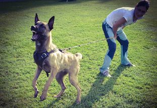 Ulix Running Wild Ulix Running Wild