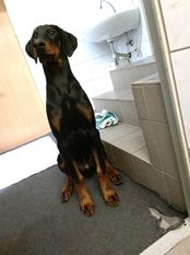 Elvis European K9 training base Elvis European K9 training base