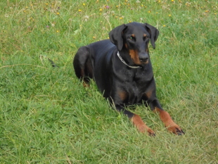 King von der Zonser Heide King von der Zonser Heide