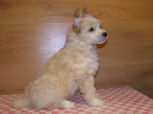 Leonardo Teddy Blond Leonardo Teddy Blond