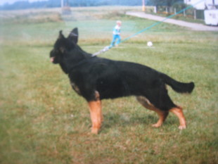 Cedra Laryk CS Cedra Laryk CS