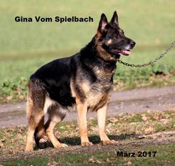 Gina vom Spielbach Gina vom Spielbach