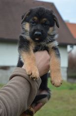 Boba von Nifelsheim Boba von Nifelsheim