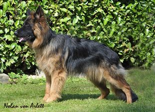 Nolan von Arlett Nolan von Arlett