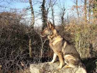 Bruce vom Wolfsdreieck Bruce vom Wolfsdreieck