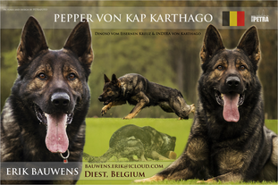 Pepper von Kap Karthago Pepper von Kap Karthago