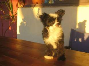 Wumao Jack Sparrow Wumao Jack Sparrow