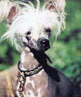 Nergal-coyote Dew Nergal-coyote Dew