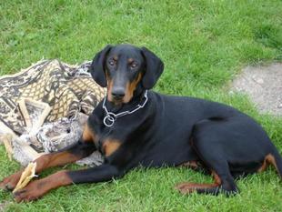 Jagger von Utgard Jagger von Utgard