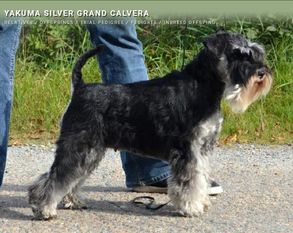 Yakuma Silver Grand Calvera Yakuma Silver Grand Calvera