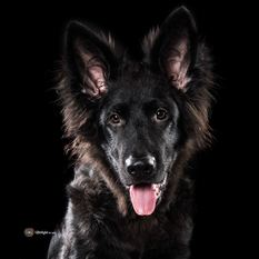 Uno Sirius Black vom Ieasthouse Uno Sirius Black vom Ieasthouse