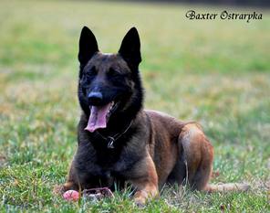 Baxter Ostraryka Baxter Ostraryka