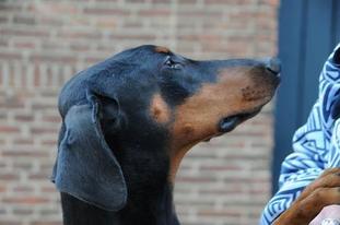 Debby van de Groote Maat Debby van de Groote Maat