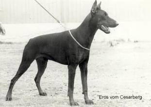 Eros vom Cesarberg Eros vom Cesarberg