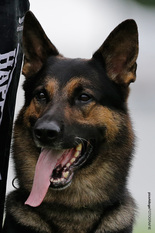 Fenris (SZ-R 20000106) Fenris (SZ-R 20000106)