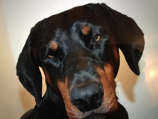 Enzo von der schwarzen Garde Enzo von der schwarzen Garde