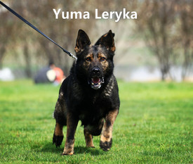 Yuma Leryka Yuma Leryka