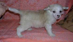 Sleek Slim Pet-baby Julius Sleek Slim Pet-baby Julius