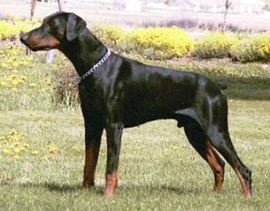 Cody von Lowenhaus Cody von Lowenhaus