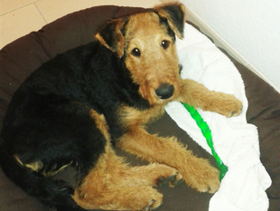 Zada von Haus Schirmer Zada von Haus Schirmer