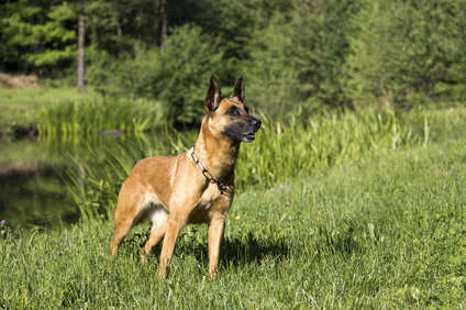 Chimera vom Hause Ritter Chimera vom Hause Ritter