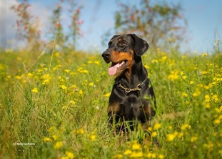 Brutus vom Niederrhein Brutus vom Niederrhein