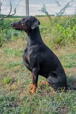 Dei Gloria Doberville Dhari Devi Dei Gloria Doberville Dhari Devi