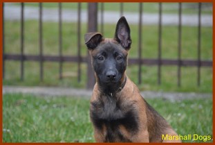 Napoli Marshall Dogs Napoli Marshall Dogs