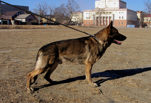 Hades vom Wolfsheim Hades vom Wolfsheim