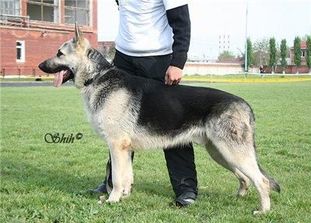 Veo Vivat Bagrat Laygun Veo Vivat Bagrat Laygun