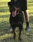 Jose R. Valenzuela Vom Sudberg Haus Rottweilers
