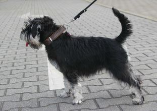 Frida vom Highlander Frida vom Highlander